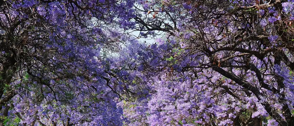 A quiet street under a purple canopy of flowering jacaranda trees