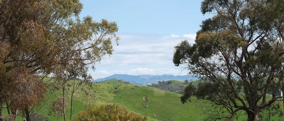 Green rolling hills and tall gum trees under a blue sky